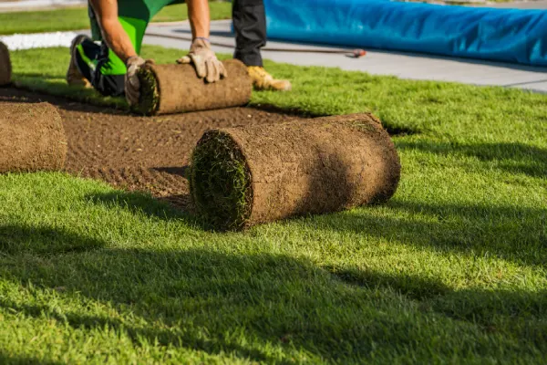 How long after installing sod can you walk on it in Costa Mesa, CA