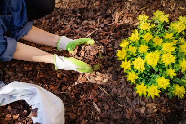 How long does mulch last  in Costa Mesa, CA