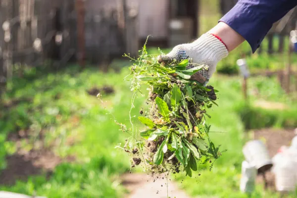 How to clear a yard full of weeds in Costa Mesa, CA