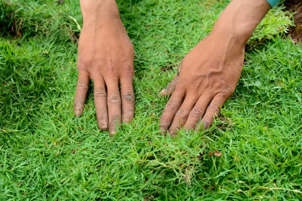 How to lay sod over existing lawn in Costa Mesa, CA