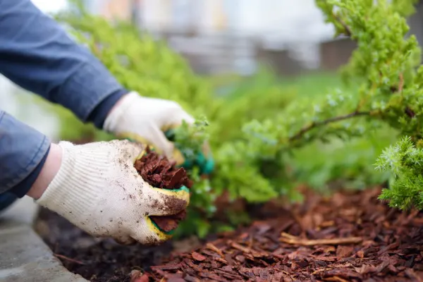 Mulching in Costa Mesa, CA