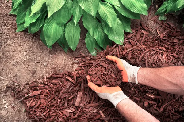 Mulching in Costa Mesa, CA