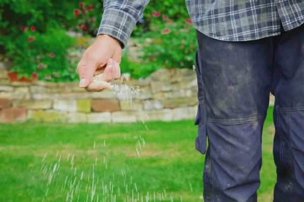 When is the best time to fertilize your lawn in Costa Mesa, CA